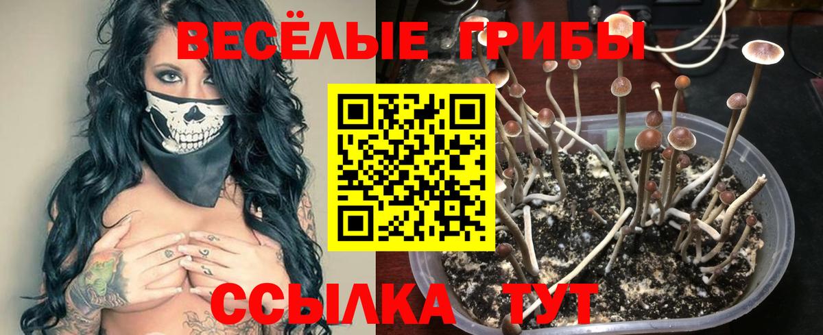 Псилоцибиновые грибы Psilocybe Алушта